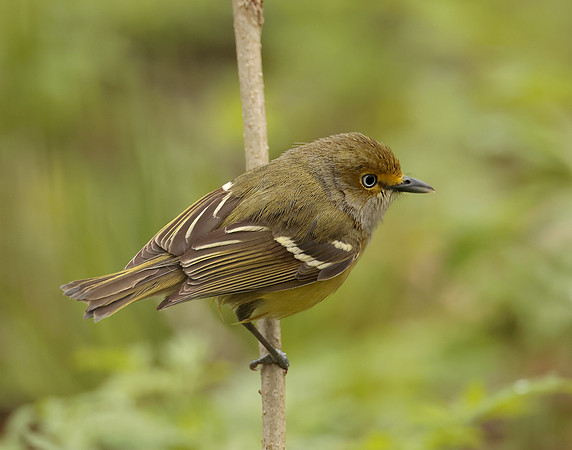 White-eyed Vireo Vireo griseus