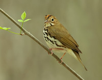 Ovenbird Seiurus aurocapilla