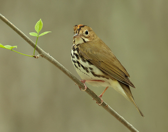 Ovenbird Seiurus aurocapilla