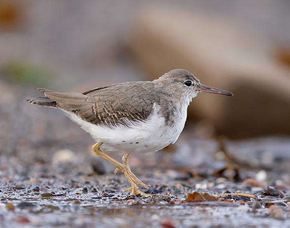 Spotted Sandpiper Actitis macularia. Croy Beach Ayrshire March 2