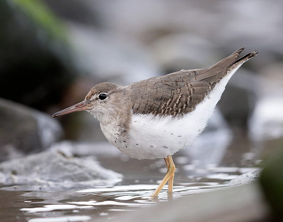 Spotted Sandpiper Actitis macularia. Croy Beach Ayrshire March 2
