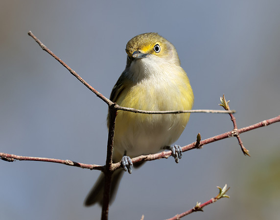 White-eyed Vireo Vireo griseus