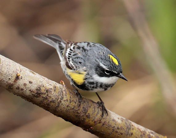 Yellow-rumped Warbler Setophaga coronata