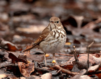 Hermit Thrush Catharus guttatus