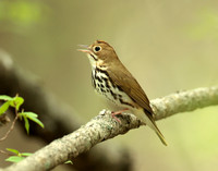 Ovenbird Seiurus aurocapilla