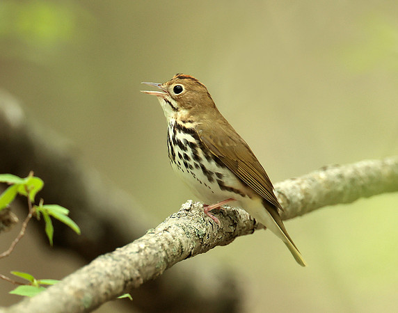 Ovenbird Seiurus aurocapilla