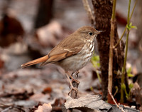 Hermit Thrush Catharus guttatus