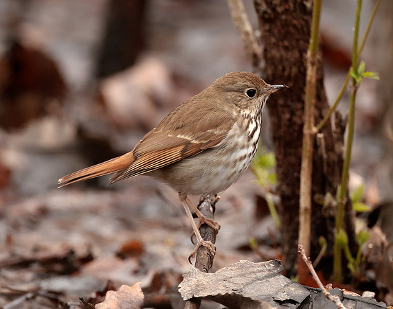 Hermit Thrush Catharus guttatus
