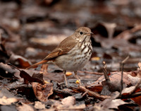 Hermit Thrush Catharus guttatus