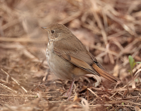 Hermit Thrush Catharus guttatus