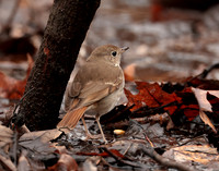 Hermit Thrush Catharus guttatus