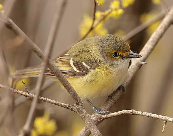 White-eyed Vireo Vireo griseus