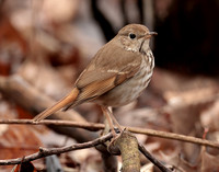Hermit Thrush Catharus guttatus