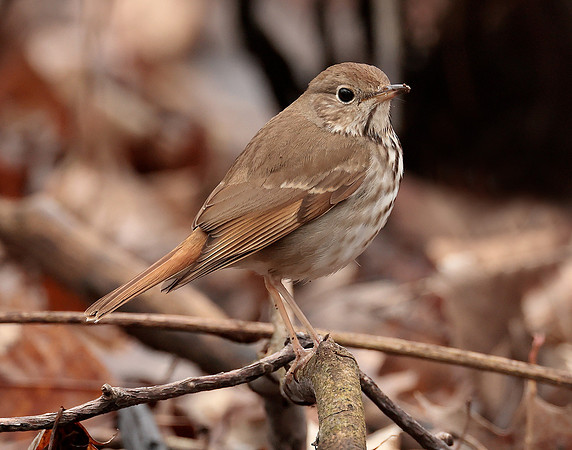 Hermit Thrush Catharus guttatus