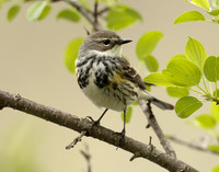 Yellow-rumped Warbler Setophaga coronata