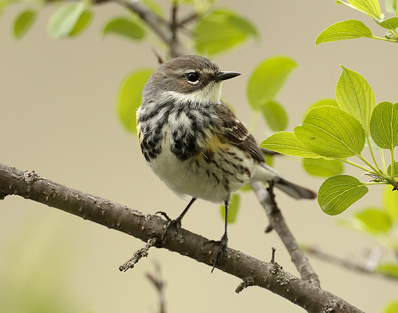 Yellow-rumped Warbler Setophaga coronata