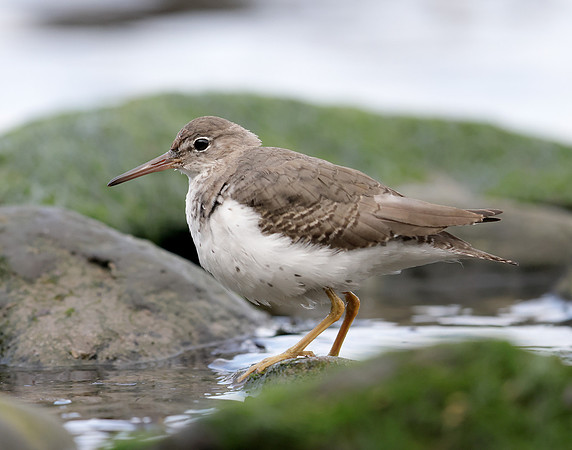 Spotted Sandpiper Actitis macularia. Croy Beach Ayrshire March 2