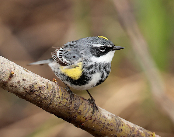 Yellow-rumped Warbler Setophaga coronata