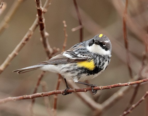 Yellow-rumped Warbler Setophaga coronata