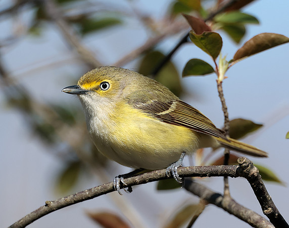 White-eyed Vireo Vireo griseus