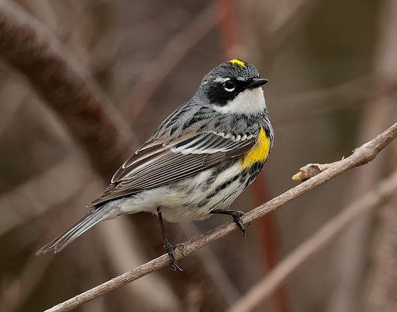 Yellow-rumped Warbler Setophaga coronata