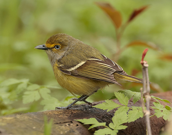 White-eyed Vireo Vireo griseus