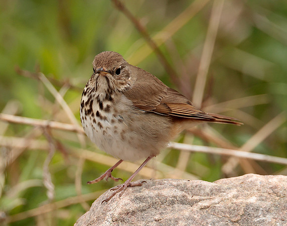 Hermit Thrush Catharus guttatus