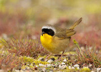 Common Yellowthroat Geothlypis trichas