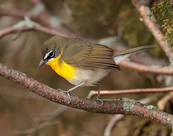Yellow-breasted Chat Icteria virens