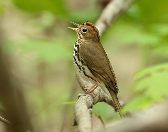 Ovenbird Seiurus aurocapilla