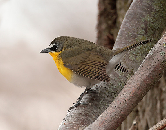 Yellow-breasted Chat Icteria virens