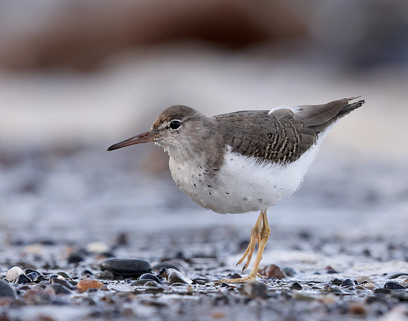 Spotted Sandpiper Actitis macularia. Croy Beach Ayrshire March 2
