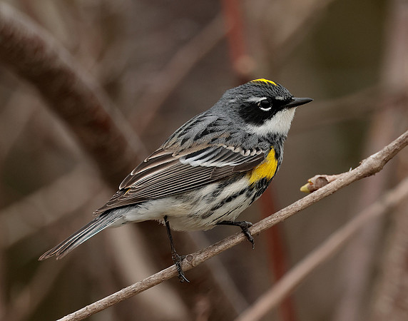 Yellow-rumped Warbler Setophaga coronata