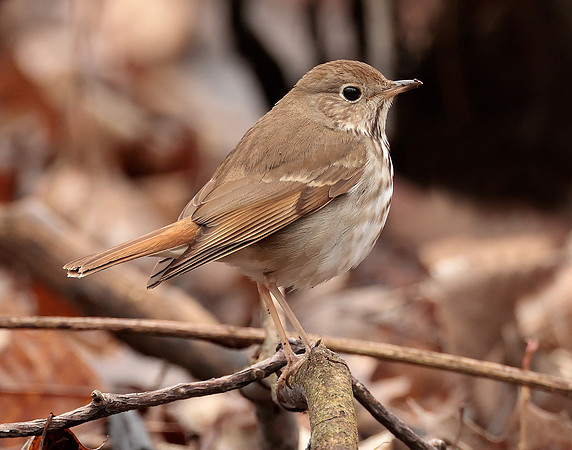 Hermit Thrush Catharus guttatus