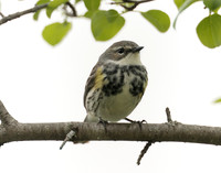 Yellow-rumped Warbler Setophaga coronata
