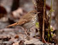 Hermit Thrush Catharus guttatus