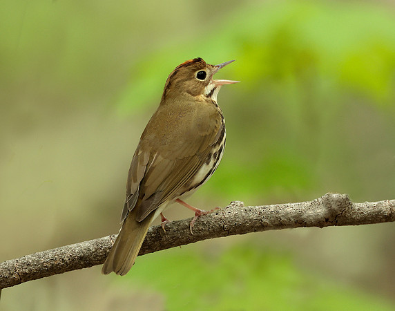 Ovenbird Seiurus aurocapilla