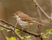 Hermit Thrush Catharus guttatus