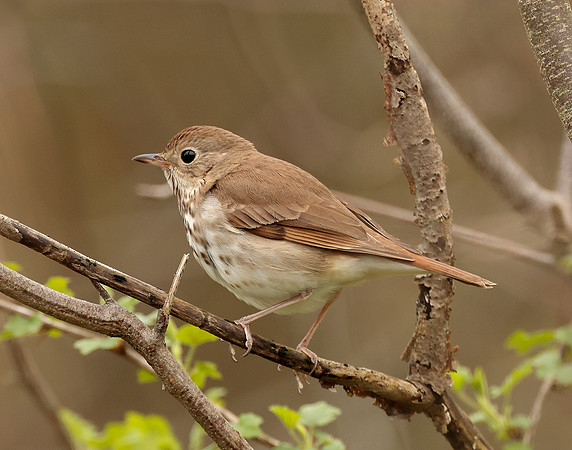 Hermit Thrush Catharus guttatus