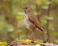 Hermit Thrush Catharus guttatus