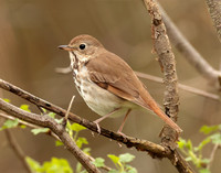 Hermit Thrush Catharus guttatus