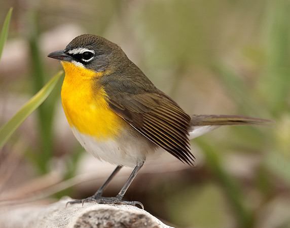 Yellow-breasted Chat Icteria virens