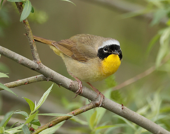 Common Yellowthroat Geothlypis trichas