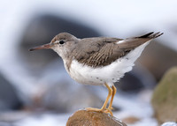 Spotted Sandpiper Actitis macularius. Croy Beach, Ayrshire March
