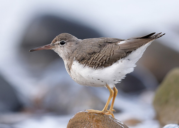 Spotted Sandpiper Actitis macularius. Croy Beach, Ayrshire March