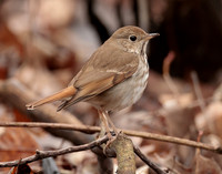 Hermit Thrush Catharus guttatus