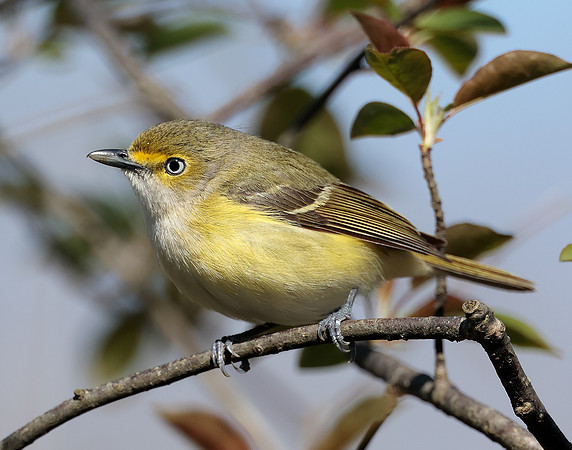 White-eyed Vireo Vireo griseus