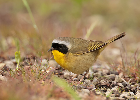 Common Yellowthroat Geothlypis trichas