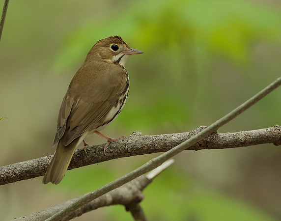 Ovenbird Seiurus aurocapilla