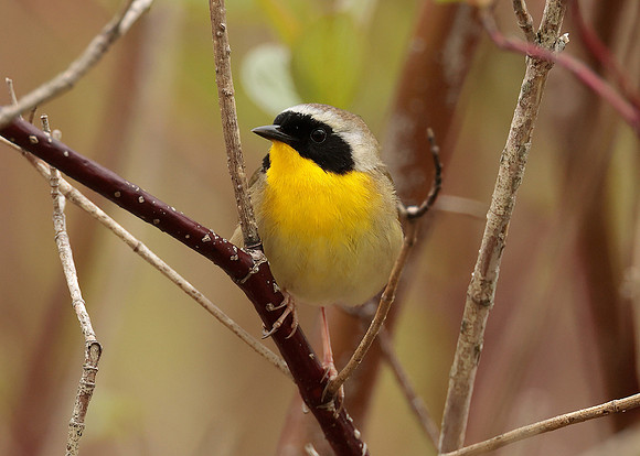 Common Yellowthroat Geothlypis trichas